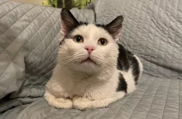 Oreo 0023/26 - samiec, 4 lata