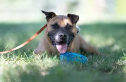 Manto 1502/19 - samiec, 11 lat