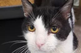 Gandalf 0434/25 - samiec, 15 lat Gandalf 0434/25 - samiec, 15 lat