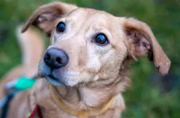 Yoshi 1174/25 - samiec, 11 lat