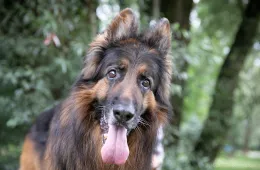 Leon 0561/25 - samiec, 10 lat
