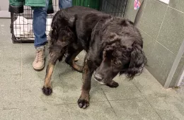  0052/26 - samiec, 10 lat