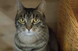 Batorek 0136/25 - samiec, 3 lata