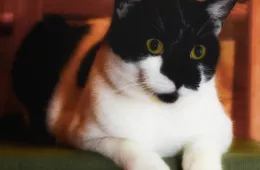 Ukulele 0242/25 - samiec, 9 lat