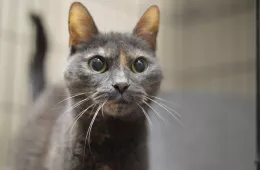 Raisa 0863/25 - samica, 11 lat