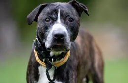 Heniek 0626/25 - samiec, 10 lat