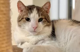 Jaromir 0164/25 - samiec, 7 lat