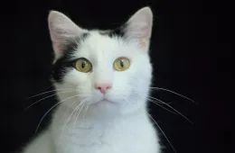 Koren 0399/25 - samiec, 10 lat