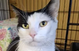 Kacperek 0011/26 - samiec, 8 lat