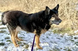 Jowisz 0096/25 - samiec, 14 lat