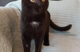 Rocky 0165/25 - samiec, 8 miesięcy