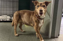  1000/25 - samiec, 15 lat