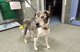 1062/25 - samiec, 13 lat  1062/25 - samiec, 13 lat