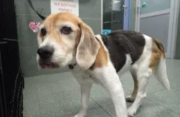  1153/25 - samica, 12 lat