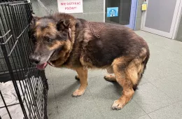 Fernando 0863/25 - samiec, 13 lat Fernando 0863/25 - samiec, 13 lat