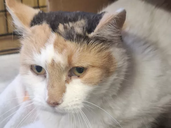 0854/25 Przypki, ul. Olszowa