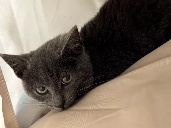 0901/25 Warszawa, ul. Beli Bartóka