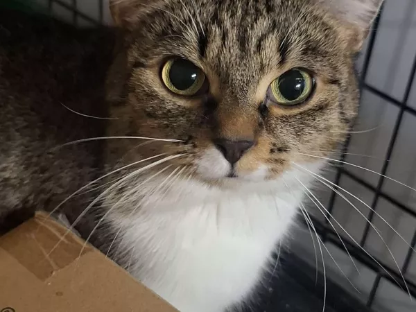 0964/25 Warszawa, ul. Nowoursynowska