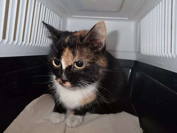 0054/26 Warszawa, ul. Wysockiego