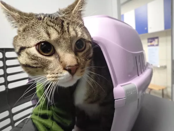 0046/26 Warszawa, ul. Grochowska 