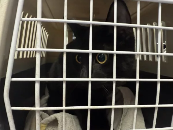 0047/26 Warszawa, Wilanów