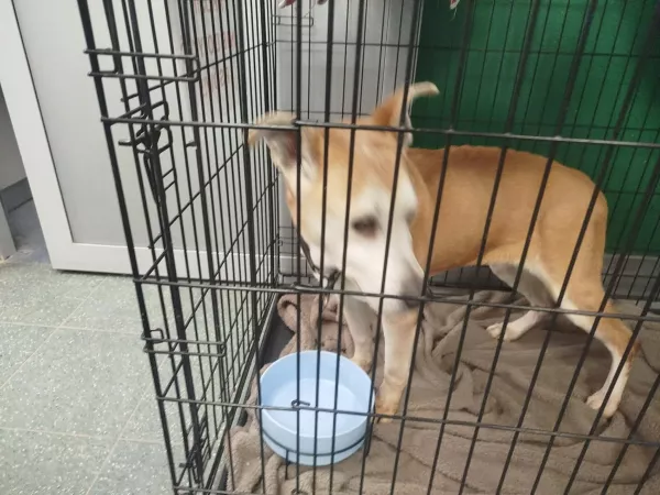 0098/26 zwrot z adopcji