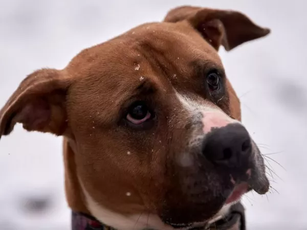 0103/26 Zwrot z adopcji