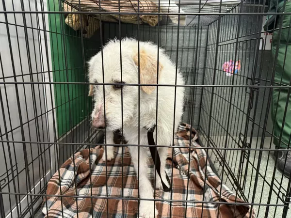 0128/25 ul. Prawdziwka, Warszawa