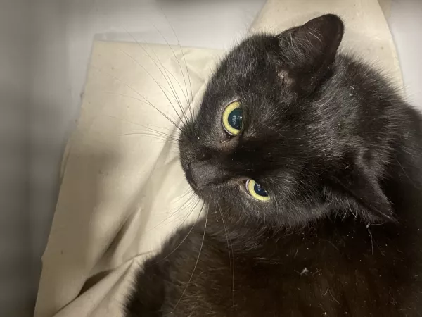 0051/26 ul. Wojtyszki