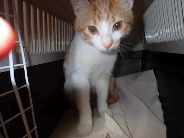 0056/26 Warszawa, ul. Oliwska