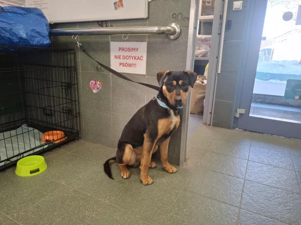 0112/26 Warszawa, ul. Młodzieńcza 