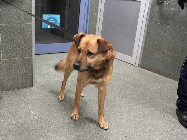 0127/26 Warszawa, ul. Szaserów