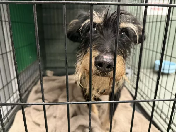 0104/26 Zwrot z adopcji