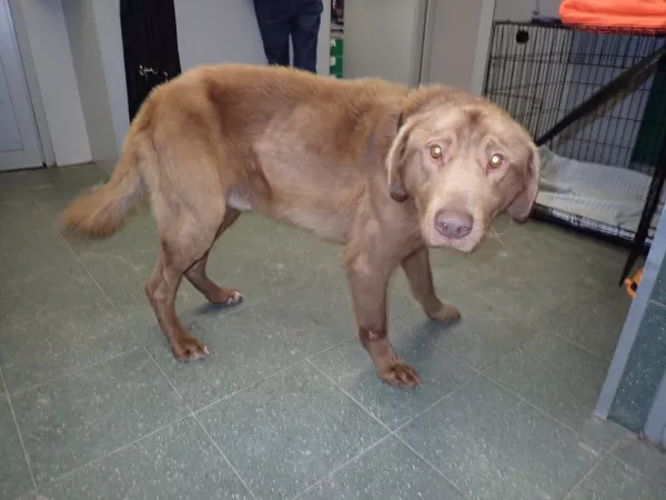 0120/26 Warszawa, ul. Aleja Niepodległości (lecznica)