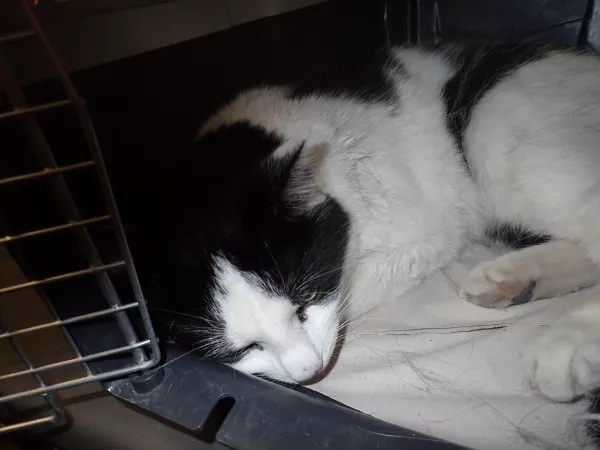 0053/26 Piaseczno ulica Sikorskiego