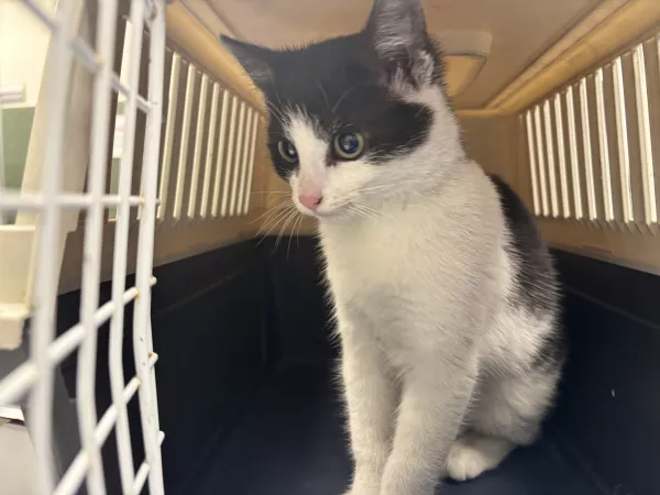 1002/25 Warszawa, ul. Jana Kazimierza