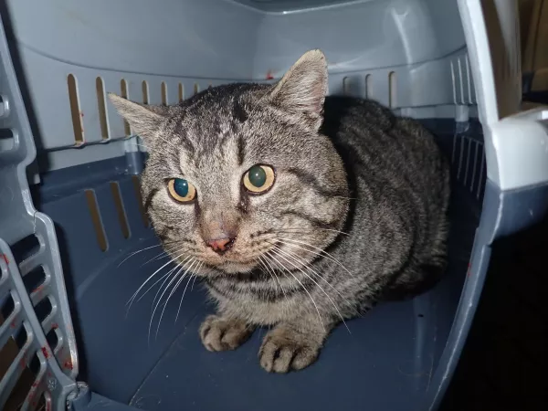 1004/25 Interwecja Schroniska