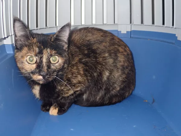 1005/25 Interwecja Schroniska