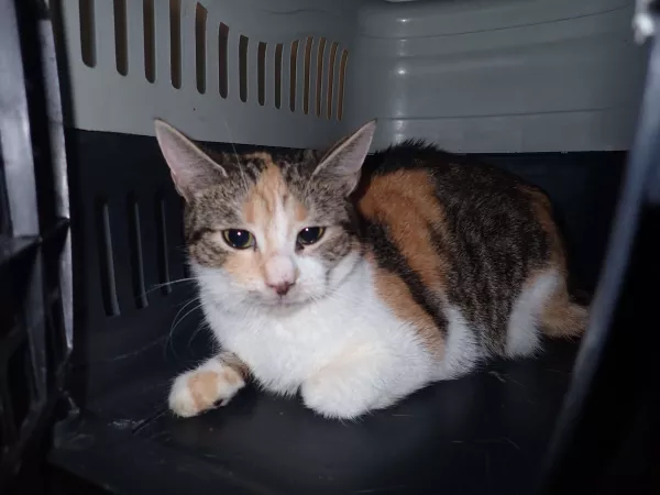 1006/25 Interwecja Schroniska