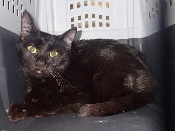 1007/25 Interwecja Schroniska