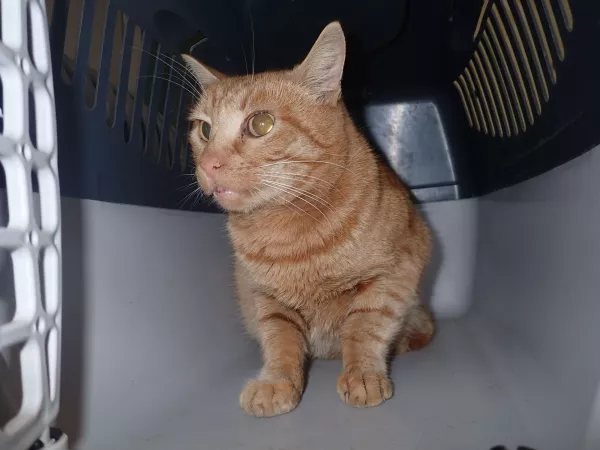 1008/25 Interwecja Schroniska