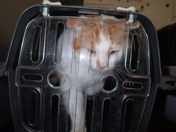 1009/25 Interwecja Schroniska