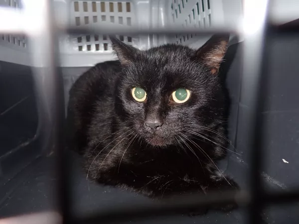 1010/25 Interwecja Schroniska