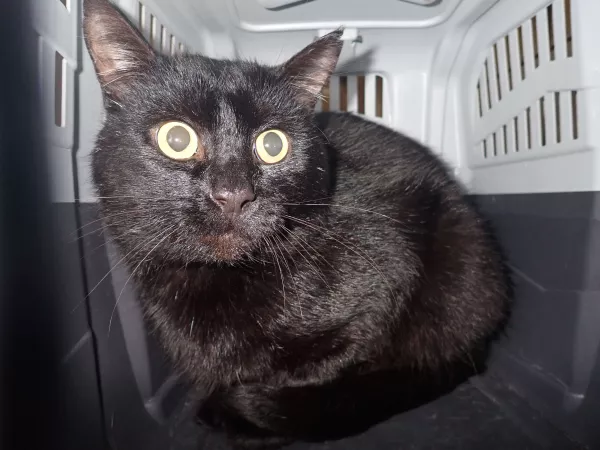 1011/25 Interwecja Schroniska