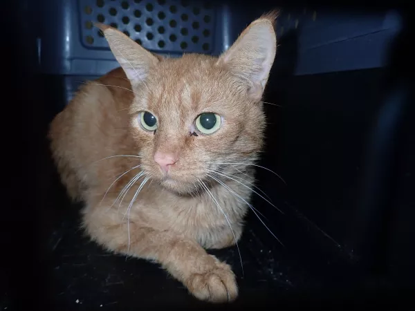 1012/25 Interwecja Schroniska