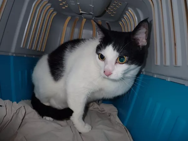 1013/25 Warszawa, ul. Puławska