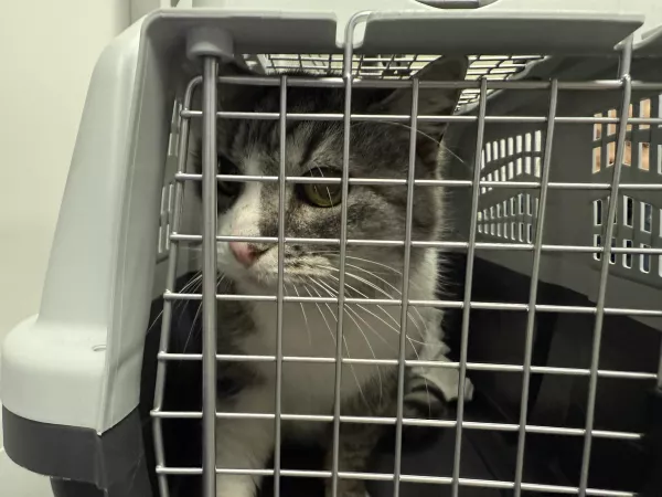 1014/25 Warszawa, ul. Z. Modzelewskiego