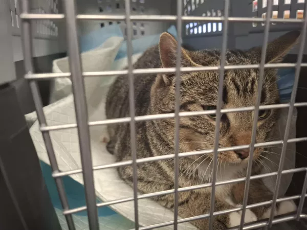 1017/25 Warszawa, ul. Wólczyńska