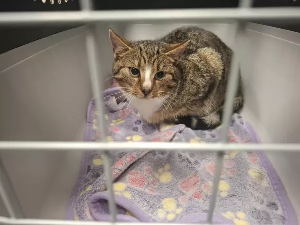 1018/25 Warszawa, ul. Wólczyńska