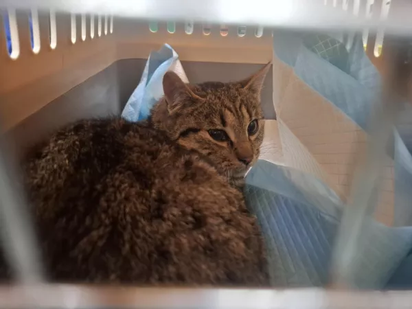 1019/25 Warszawa, ul. Wólczyńska